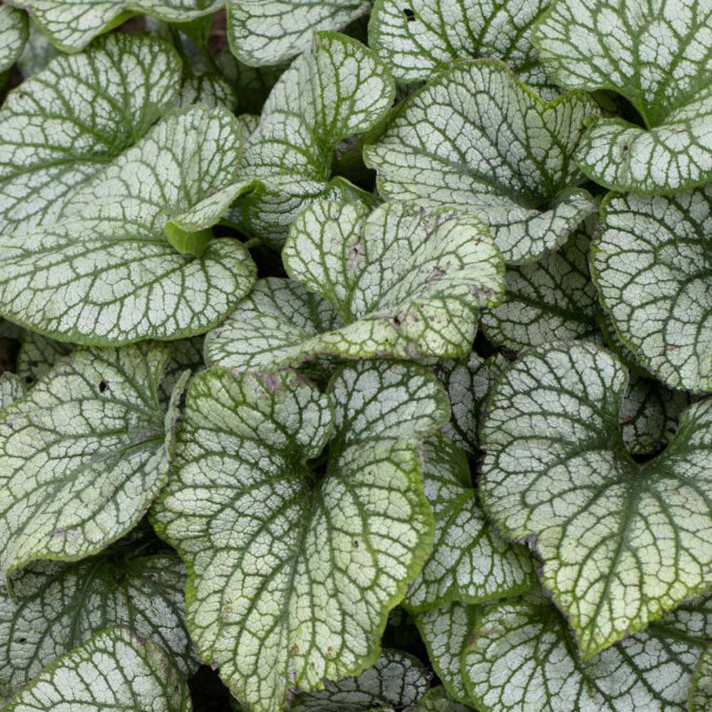 Kærmindesøster 'Jack Frost'